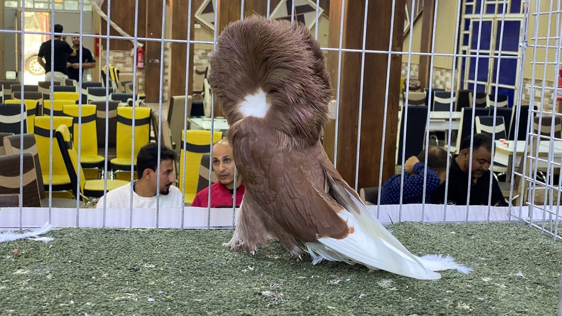 فيديو: طيور الأنبار أخذت كل جوائز البصرة.. وقفة عسكر وحركة رأس وسحر “الجاكوبين”