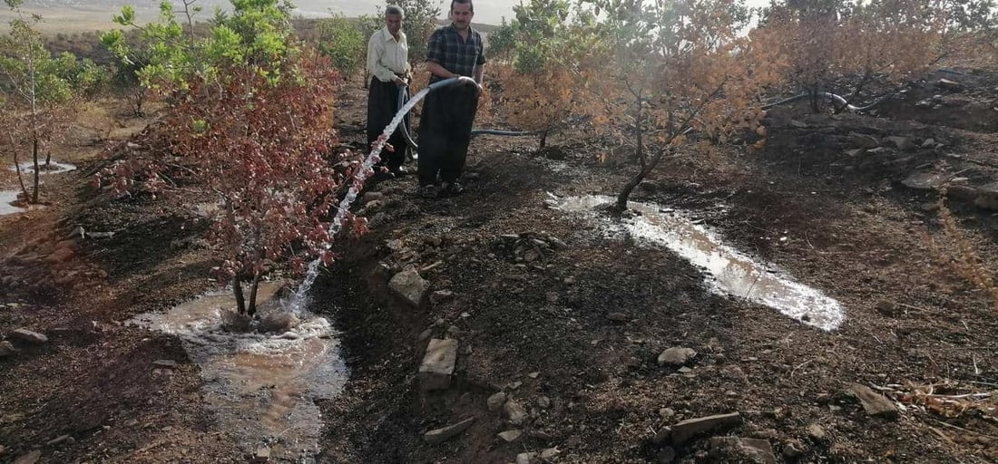 باخچە رووەکییەکەتان بیرە کە سووتا %80 بوژاوەتەوە