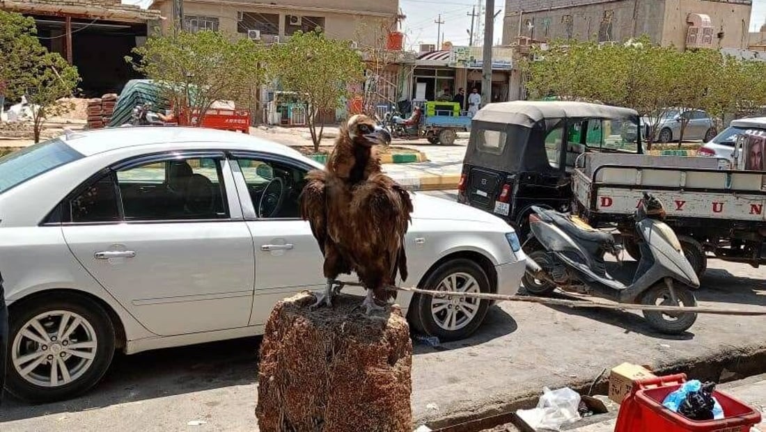تحرك حكومي سريع لإنقاذ نسر مهدد بالانقراض في الرفاعي (صور)