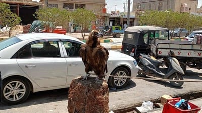 تحرك حكومي سريع لإنقاذ نسر مهدد بالانقراض في الرفاعي (صور)