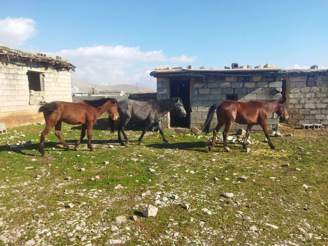 گوندێكی بنارى قه‌ندیل به‌ده‌ست وڵاغى به‌ڕه‌ڵڵا هه‌راسان بووه‌