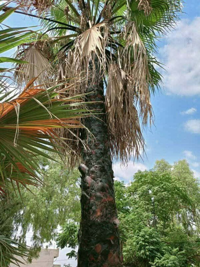 رێكخراوێكی ژینگه‌یی: چه‌ند درەختێكى واشنتۆنیا له‌ ناو ناحیه‌ى ته‌كیه‌ شێوێندراون