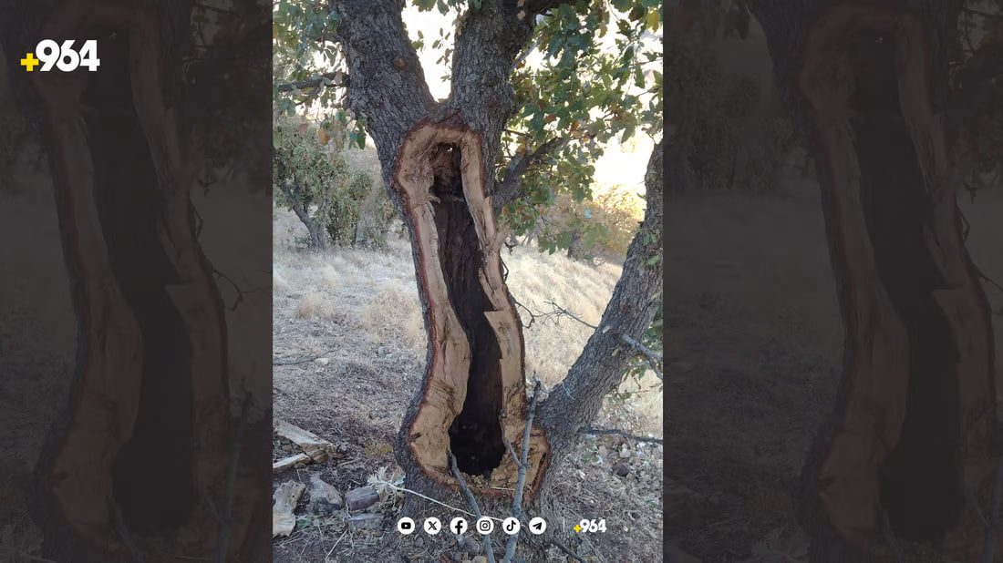 السليمانية تبحث عن نحالين شوهوا شجرة عمرها 100 عام لاستخراج العسل