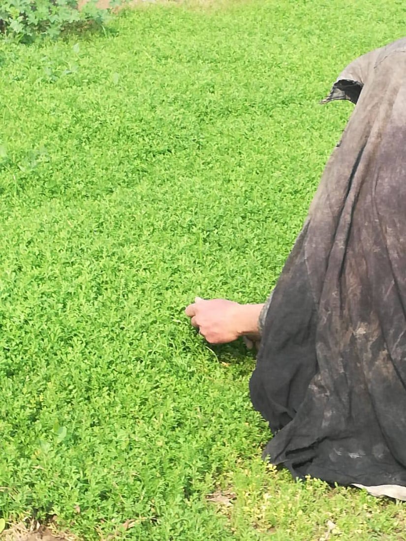 صور: “خضّارة” الكوت يخسرون نحو 200 دونم لصالح حديقة عامة
