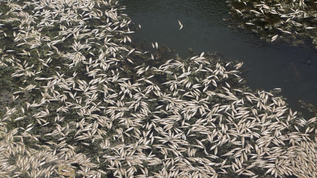 Low oxygen levels blamed for fish die-off in Najaf marsh