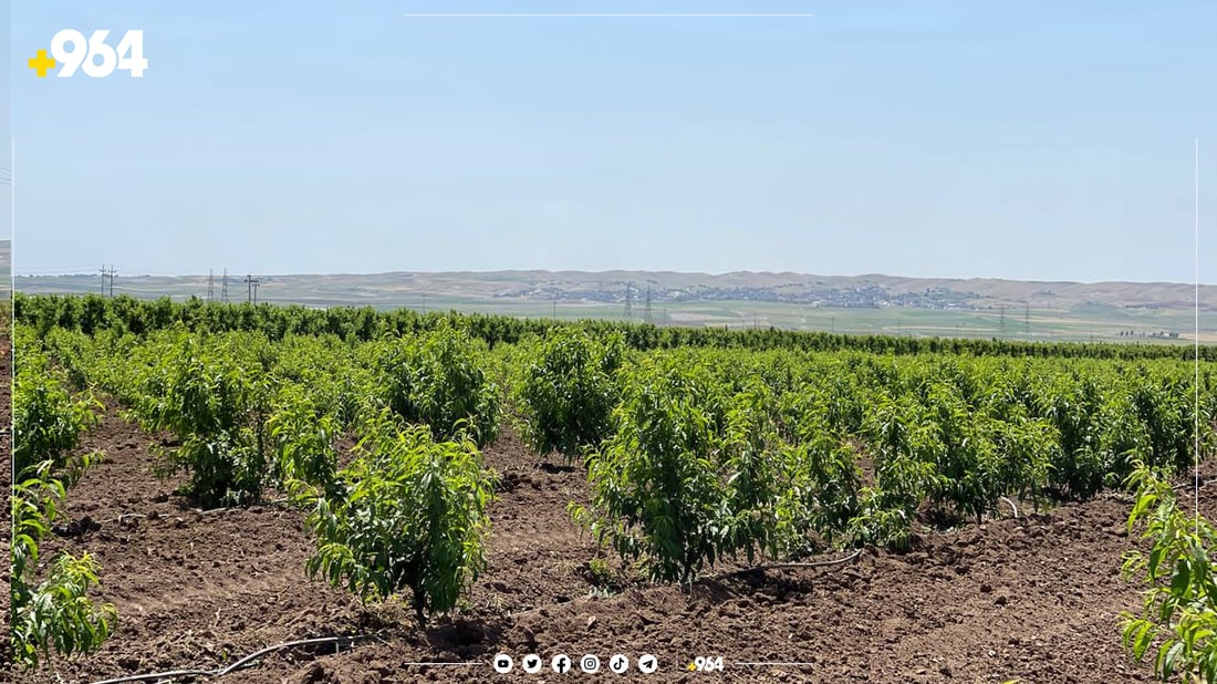 بەرهەمی باخ و رەزەکانی گەشتووەتە هەموو کوردستان