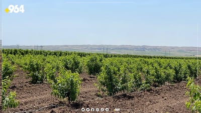 بەرهەمی باخ و رەزەکانی گەشتووەتە هەموو کوردستان