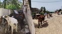 Municipal workers in injured while capturing stray livestock