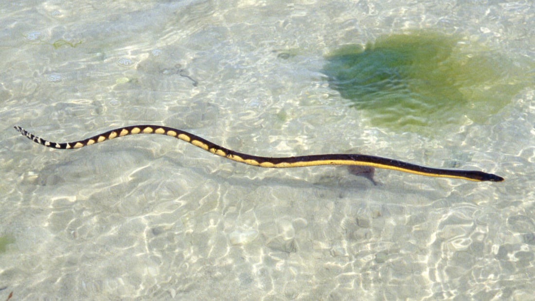 First sighting of venomous sea snake confirmed in Iraqi waters