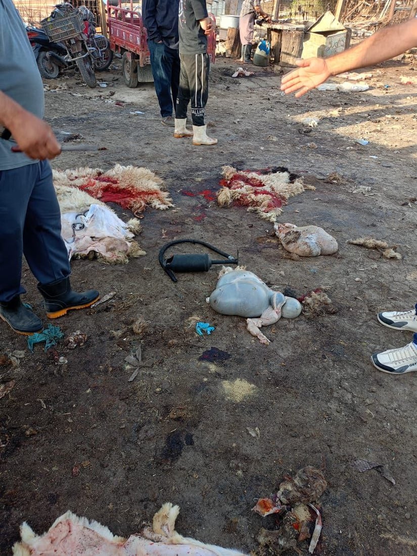 صور: اعتقال 3 جزارين ومصادرة ذبائح غير صالحة في سوق الشيوخ