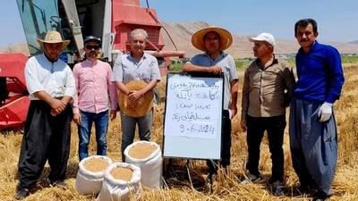 Two new wheat varieties approved for cultivation in Sulaymaniyah