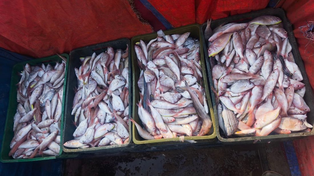 أطنان من السمك.. أم الروبيان والسلطعون في علوة الفاو (صور)