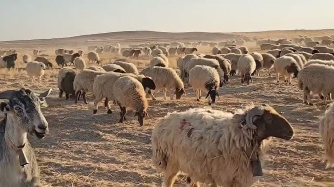 نزاع بين “آلبو غنيمة” و”آلبو ريشة” يسفر عن إصابة 6 أشخاص بالرصاص و”التواثي”