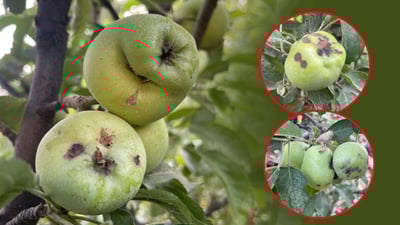 ئه‌مساڵ سێوه‌كانى به‌روارى باڵا نه‌خۆشن و كه‌ڵكى خواردنیان نییه‌