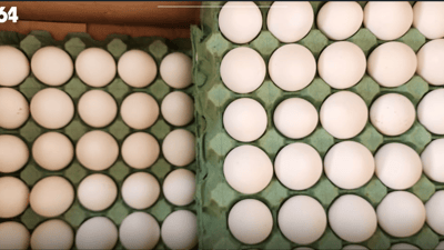 Sulaymaniyah authorities ban undocumented eggs, seize unregistered stock