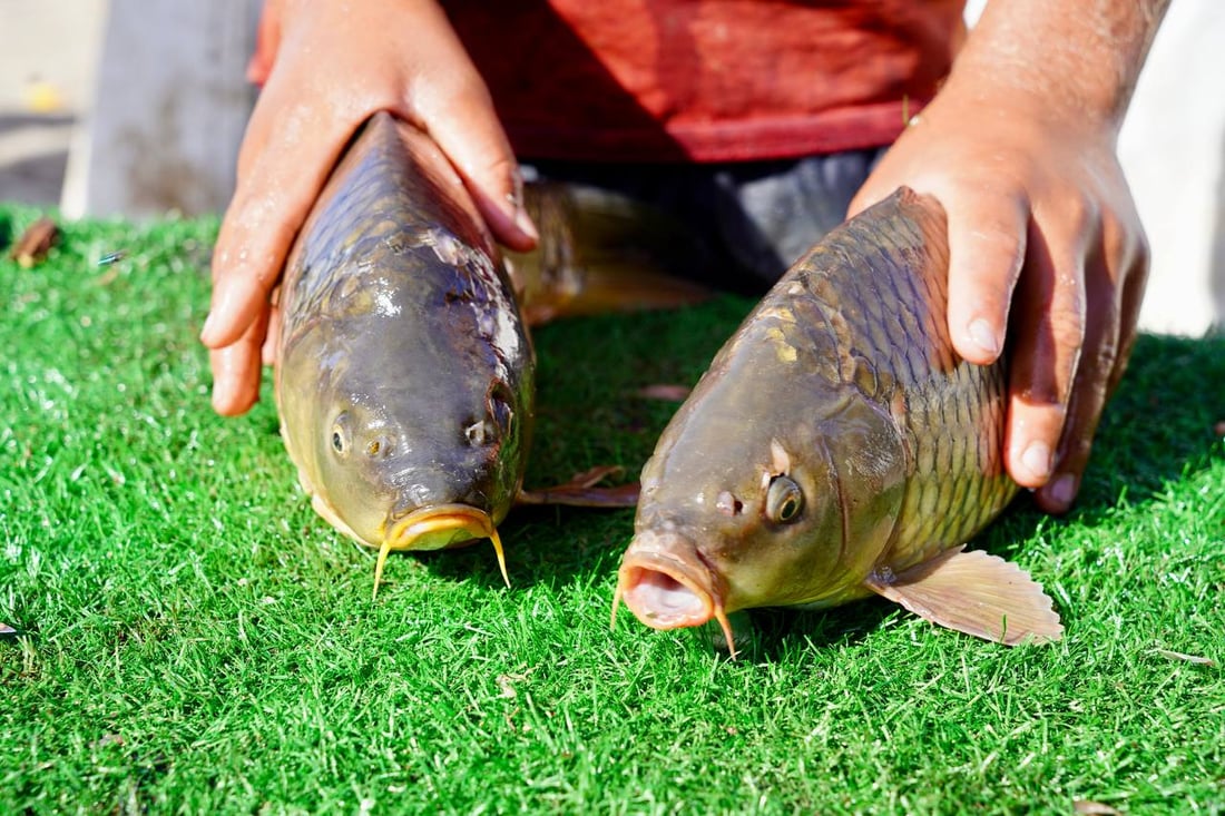 تحطيم أسعار بين باعة السمك والكيلو إلى 6 آلاف.. مدخل بعقوبة مزدحم بـ 50 سيارة