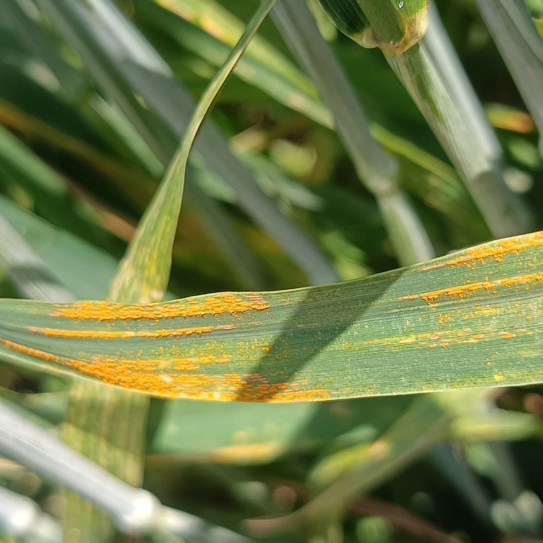 له‌ هه‌ولێر جۆره‌كانى ژه‌نگى گه‌نم و چاره‌سه‌ركردنى ئاشكرا ده‌كرێت