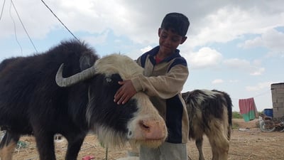 فيديو: يعوم في النهر “ويعرف اسمه”.. الجاموس فرد من العائلة في أهوار شمال البصرة