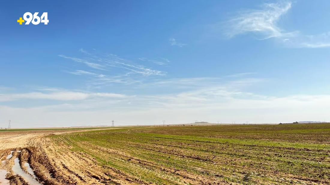 Optimistic wheat season in Al-Qaim as heavy rains boost crop growth
