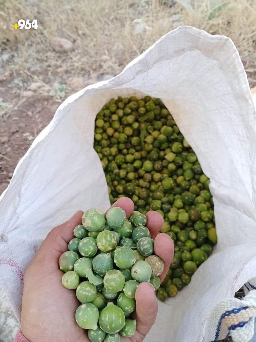 كردستان تصدّر 50 طناً من البلوط “الوبري” إلى تركيا خلال يومين (صور)