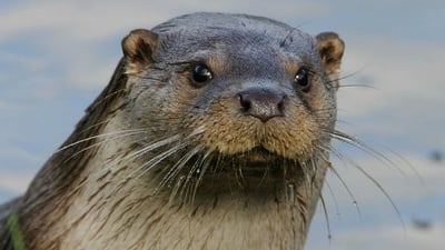 فيديو من ميسان: كلب الماء يظهر في “أم الورد” بعد سنوات من الاختفاء