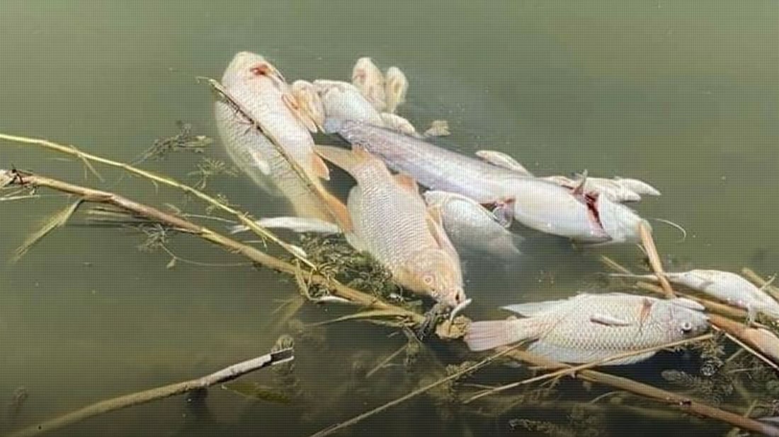 سەرڕێژبوونی بەنداوەکان ماسی لە ژینگەی خۆیان دووردەخاتەوە