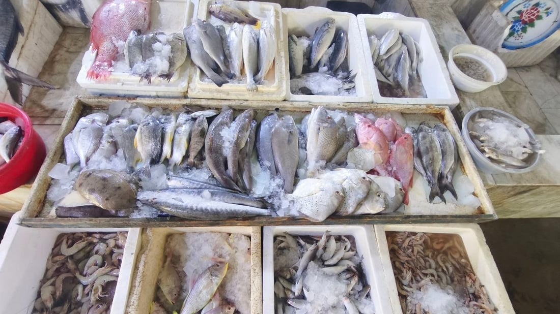 الهامور يسيطر على مزاد الفاو الكبير.. 5 أطنان وصلت من البحر والكيلو 10 آلاف دينار