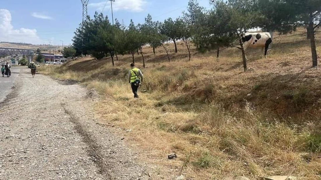   گوڵ و نەمامەكانی شەقامەكانی هەولێر هەڵپاچران