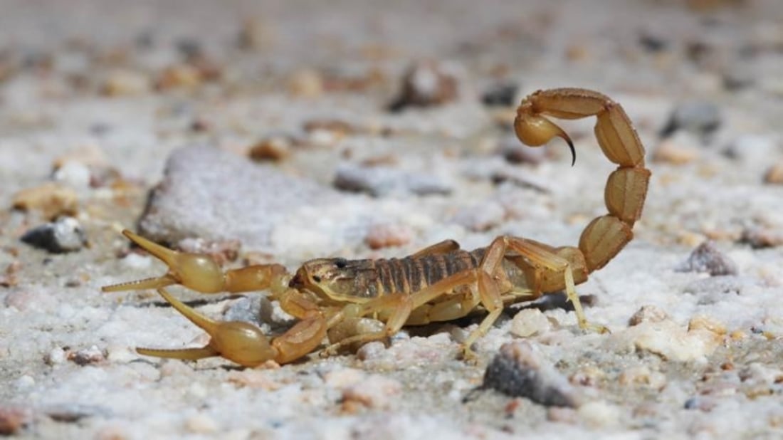 Erbil sees surge in scorpion sting, snake bite cases in May
