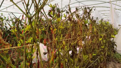 Nineveh farmer cultivates diverse pepper varieties in greenhouses