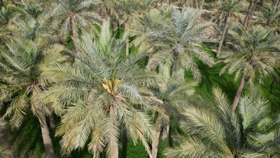 ميسان تبدأ تزويج النخيل وأمامنا عمل كثير.. صعود النخلة بألف دينار (فيديو)