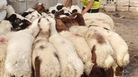 العيد يزور المشخاب مبكراً.. أسعار الخراف ارتفعت إلى نصف...
