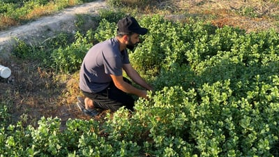 نكهة الريحان العراقي القديمة قبل التهجين.. حقول البصرة تقطف (فيديو)