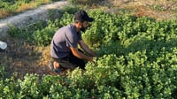 نكهة الريحان العراقي القديمة قبل التهجين.. حقول البصرة ...