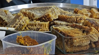 هەنگەوانان دەستیان کرد بە بڕینەوەی هەنگە سروشتیەکانیان