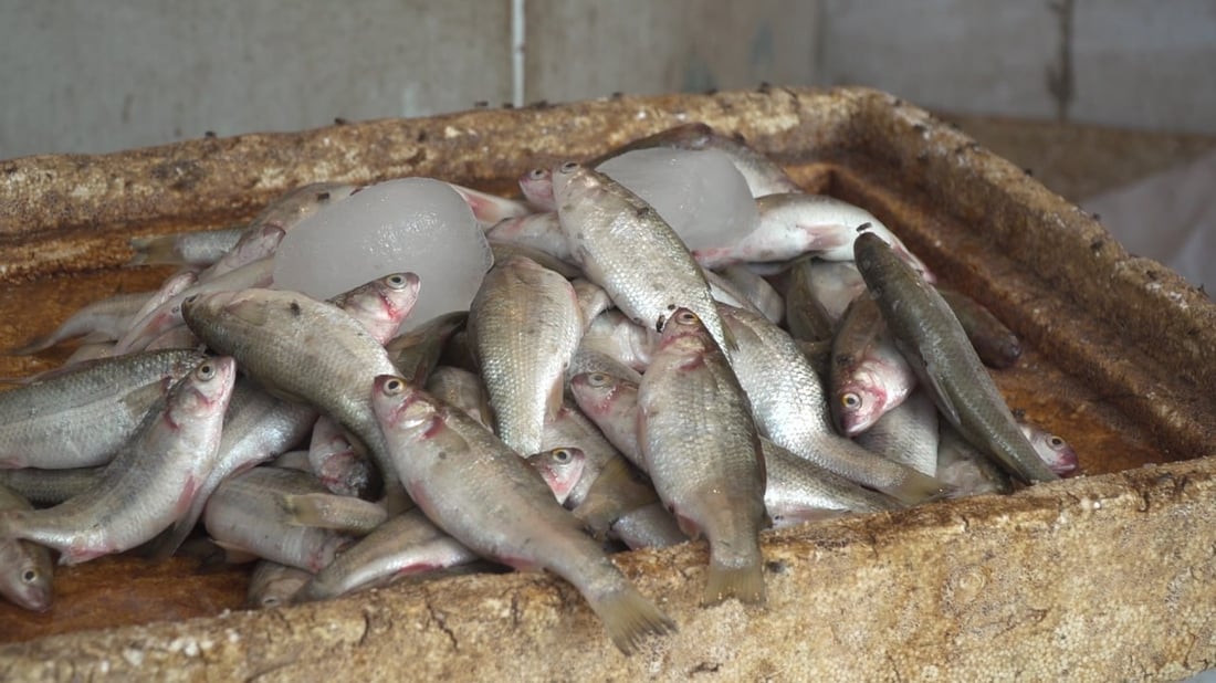 لا يدخل علوة الحلة ويباع بالاتفاق.. حرش البزل بـ 12 ألف دينار بسبب الجفاف (صور)