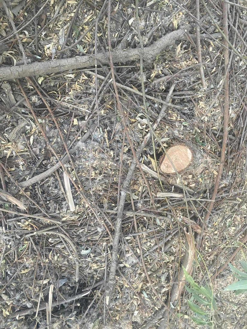 پێنج کەس ژمارەیەک شۆڕەبی لاو و بەتەمەنیان بڕییەوە؛ دەستگیر کران