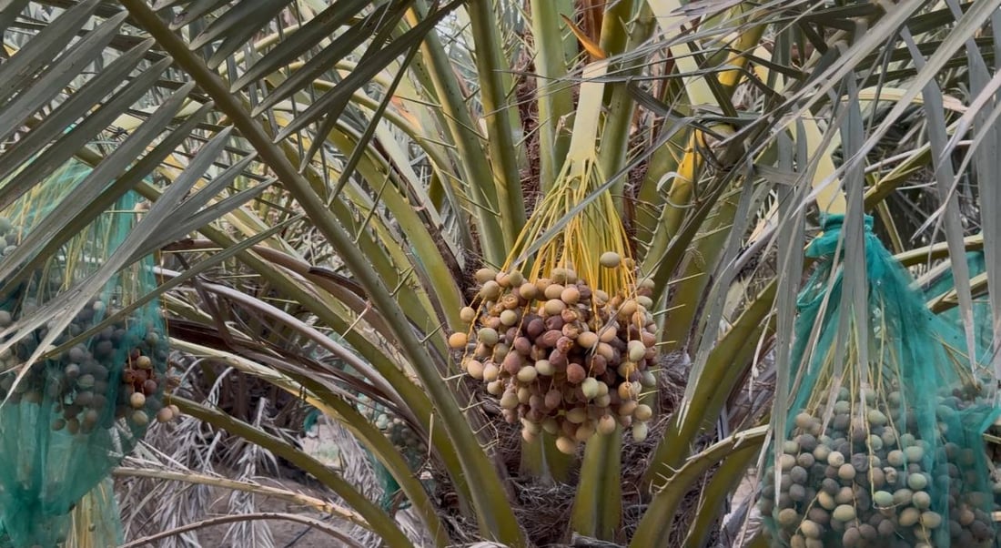 فيديو: وحده البرحي ينبت في الصحراء ويستحق ملياراً من خور الزبير