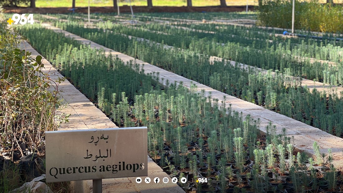 لە ناوەڕاستی ئەم مانگەوە نەمامێک بە 500 دینار بکڕە