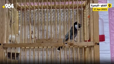 خبير من شبه جزيرة الفاو: البلابل التي لم تجرب حياة البساتين تبقى حناجرها مغلقة