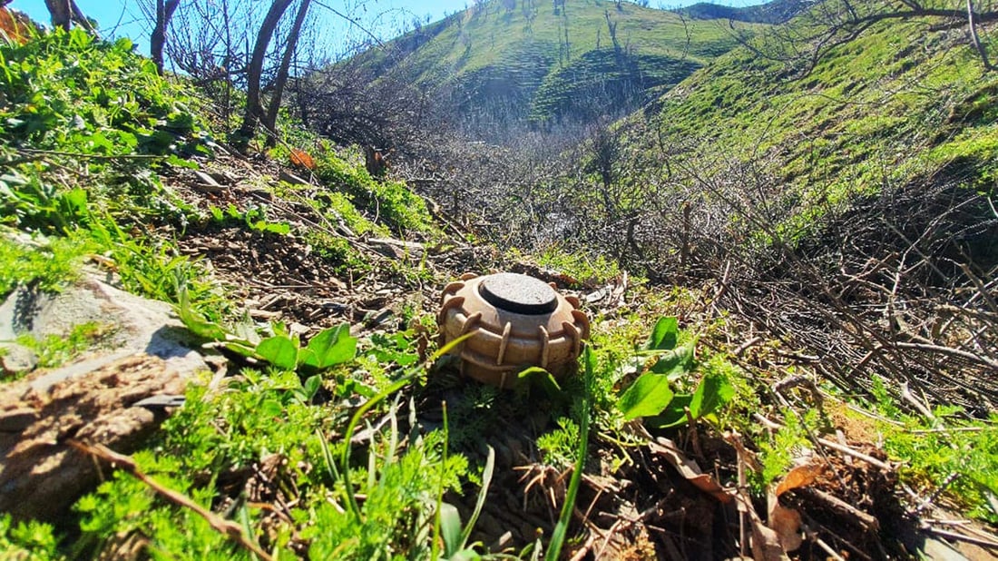 بۆ گژوگیاى به‌هاره‌ چووبووه‌ چیای پیران، به‌ڵام مینێك پێیدا تەقیەوە