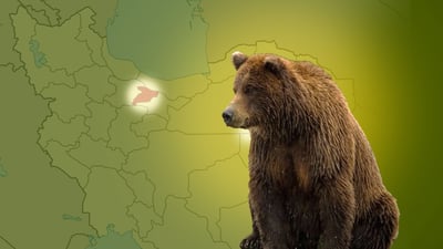 لە شارێکی ئێران 30 ورچ لە نزیک ئاوەدانییەکان بیندراون