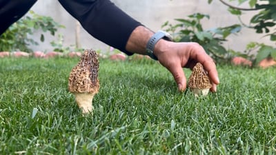 إنكم لا تعرفون قيمته.. مزارع يعثر على فطر “موريل” النادر أثناء نزهة (فيديو)