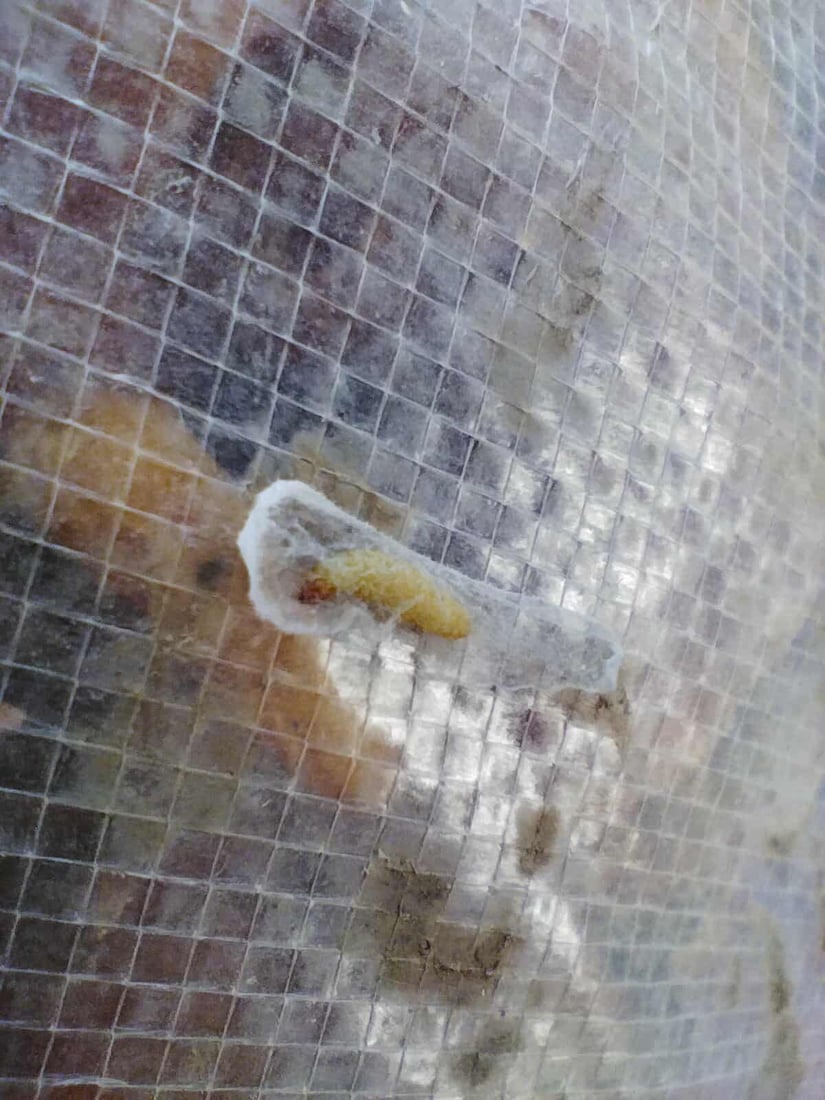 تۆنێک قەیسی وشککراوی کرم لێدراو و 150 کیلۆ ماسی خراپبوو دەستیان بەسەرداگیرا