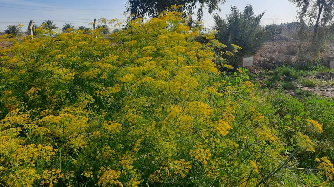 كربلاء جربت زراعة 8 نباتات لأول مرة.. نصفها نجح وبانتظار تعميم التجربة (صور)