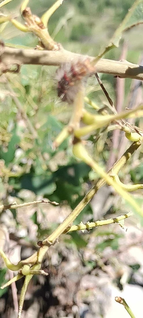 کرمێکى مه‌ترسیدار بڵاوبووه‌ته‌وه‌ و به‌شێكی دارستانه‌كانى وشككردووه‌