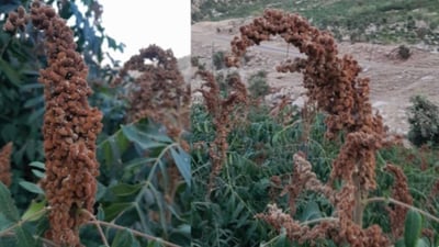 Sumac crops in Akre affected by disease as harvesting nears