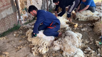 السمينة أولاً ثم المطافيل.. “حلاقة” 500 نعجة يومياً بيد قواصيص شمر وعنزة