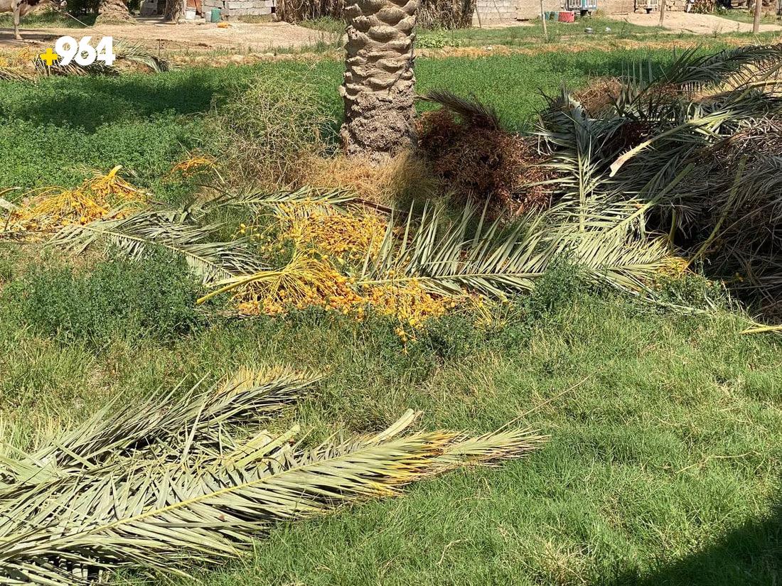 964mediaصورة من منصة (شبكة): 