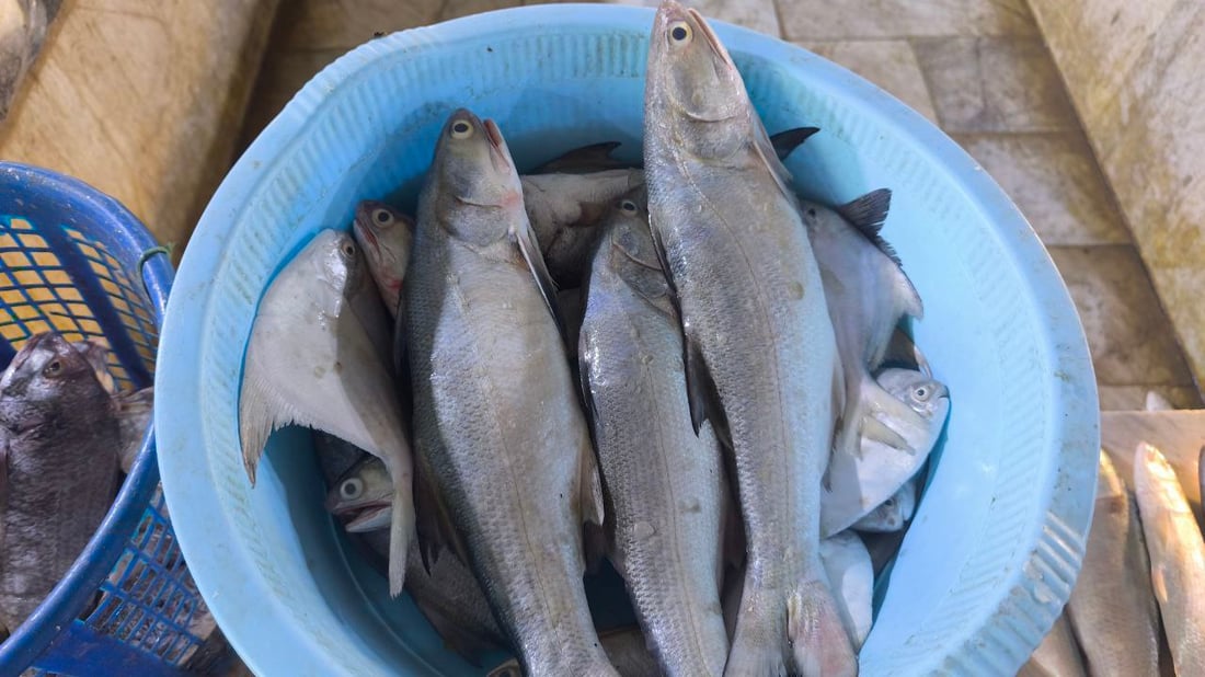 صور: عودة سمك الداكوك إلى أسواق الفاو بكمية 500 كغم.. الكيلو بـ 13 ألف دينار
